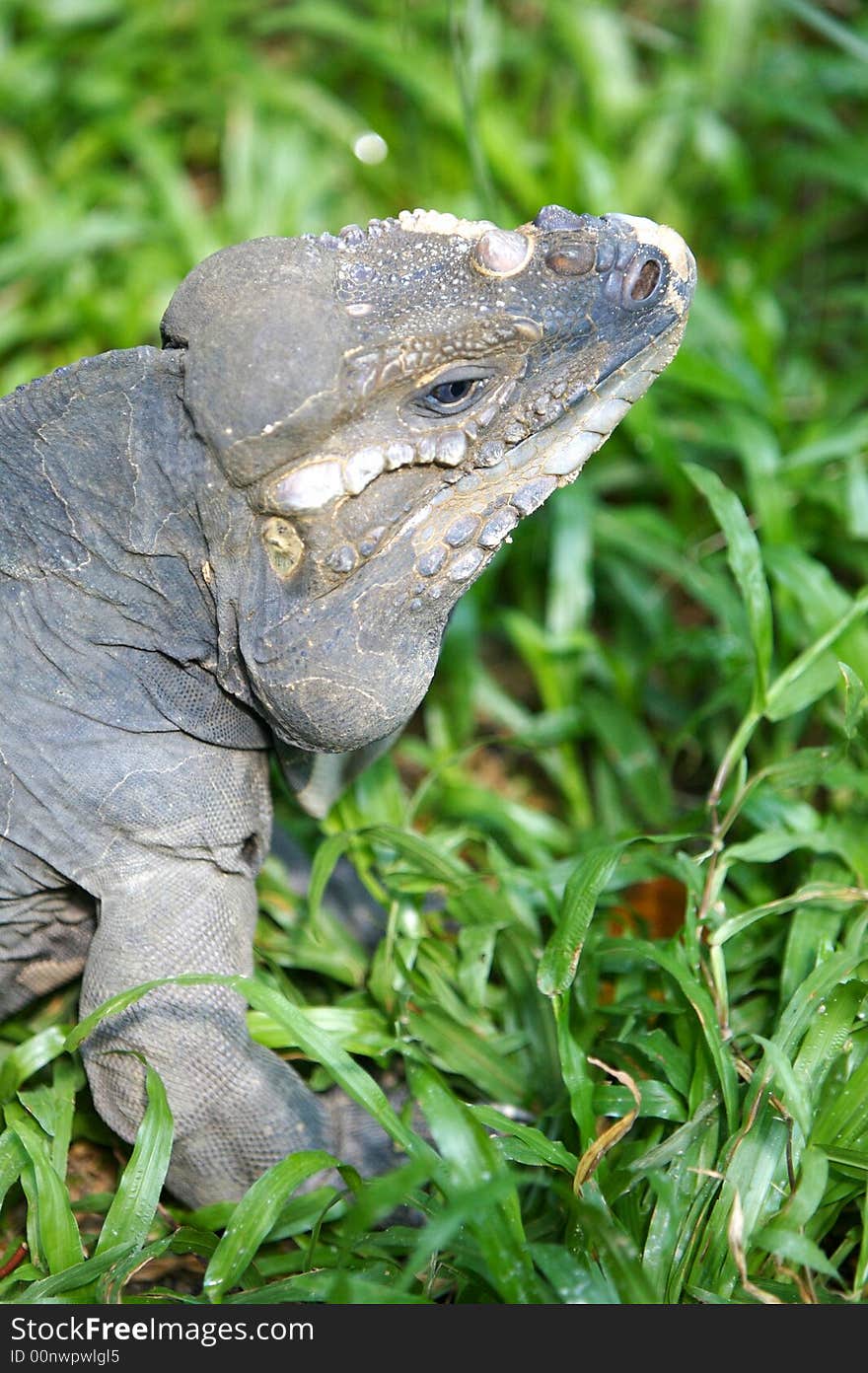 Horned Lizard