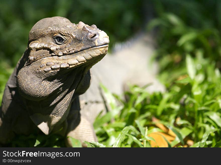 Horned Lizard