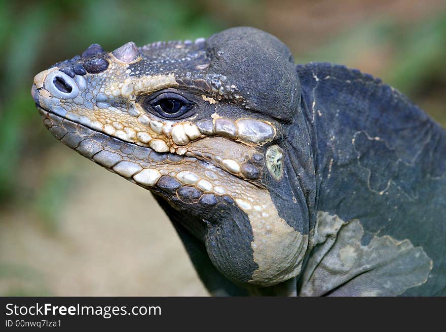 Horned Lizard