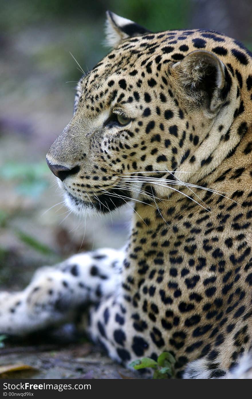 Leopard