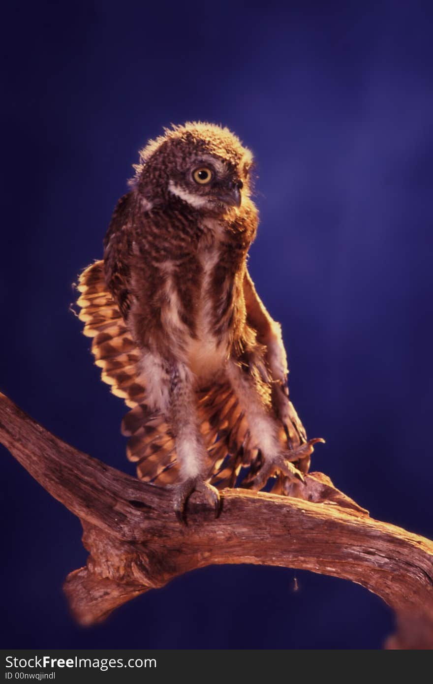 bird owl playing with his wing. bird owl playing with his wing