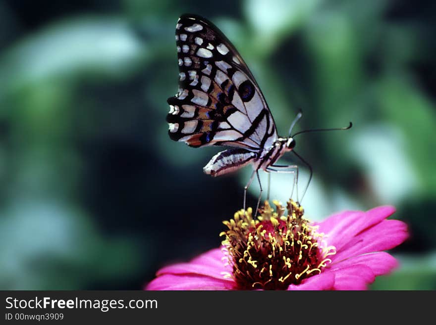 Butterfly and flower