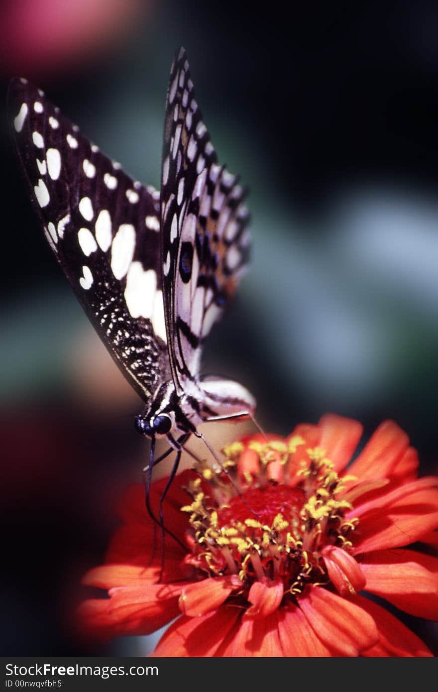 Butterfly And Flower