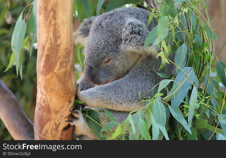 Animal series- koala bear sleeping. Animal series- koala bear sleeping