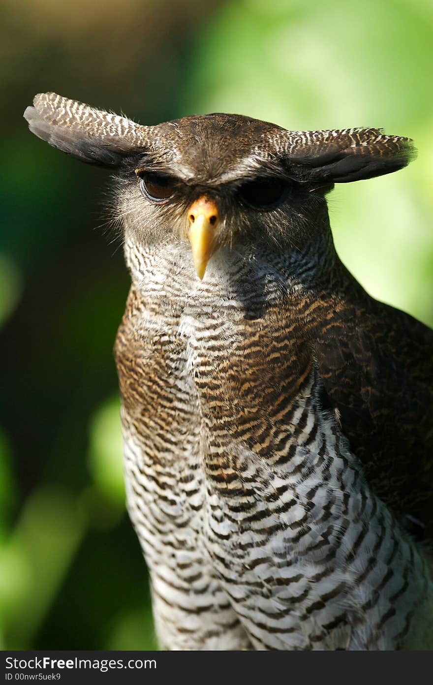 Malaysian Eagle Owl