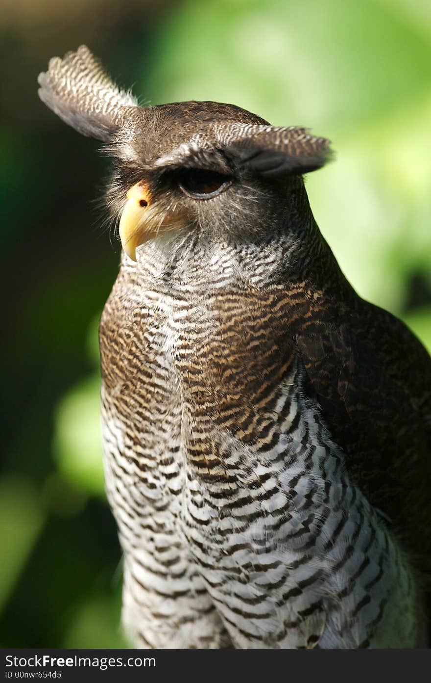 Malaysian Eagle Owl