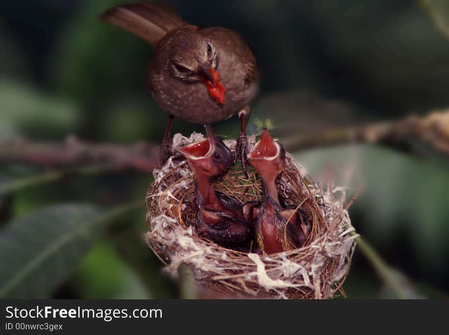 A mother bird is feeding her children