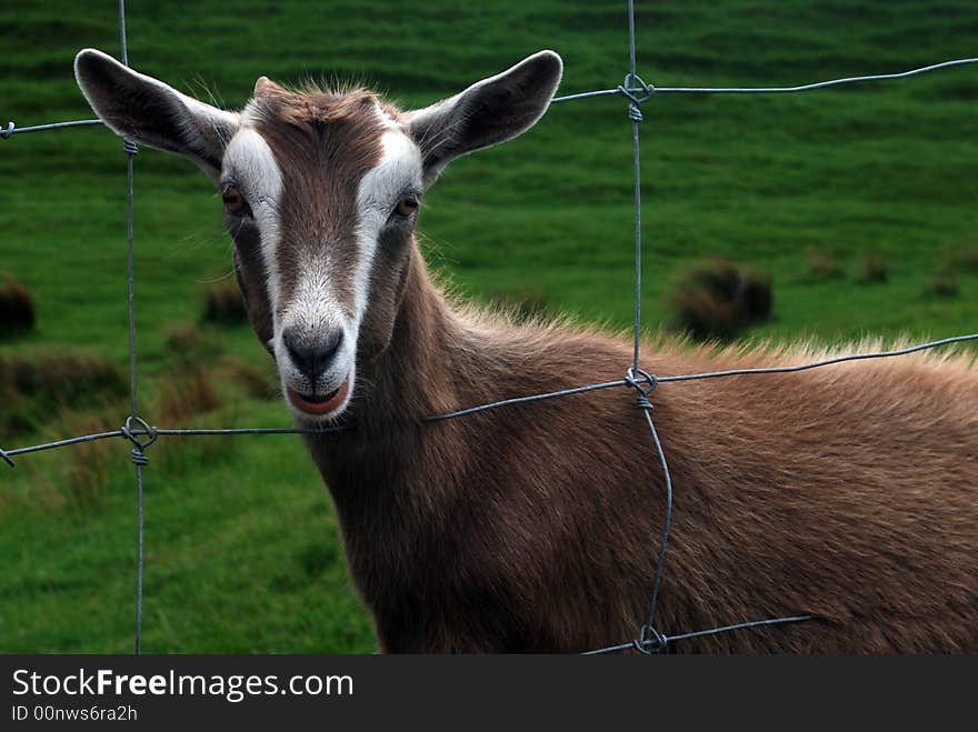 A goat looking thru a deer fence in New Zealand. A goat looking thru a deer fence in New Zealand