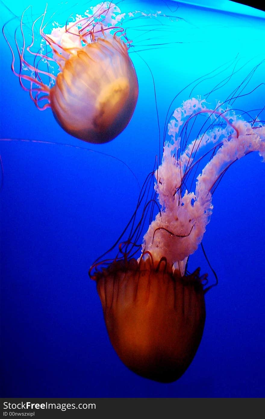 The beautiful jellyfish is swimming.