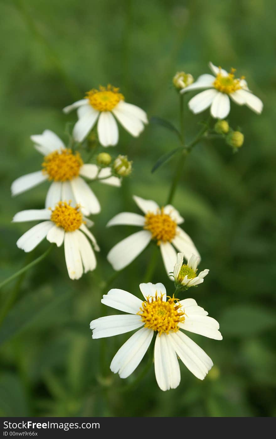 Flowers