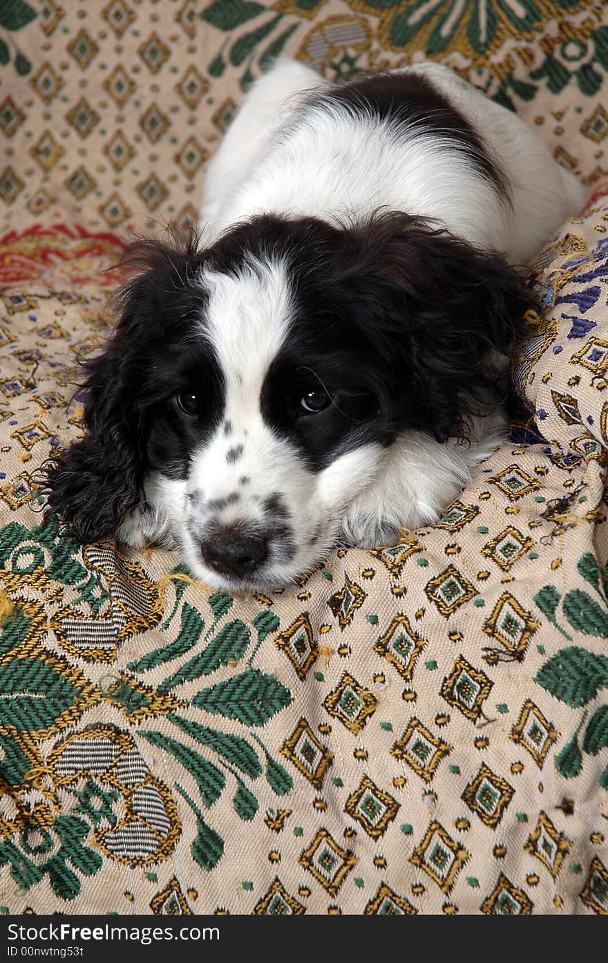 English Cocker Spaniel