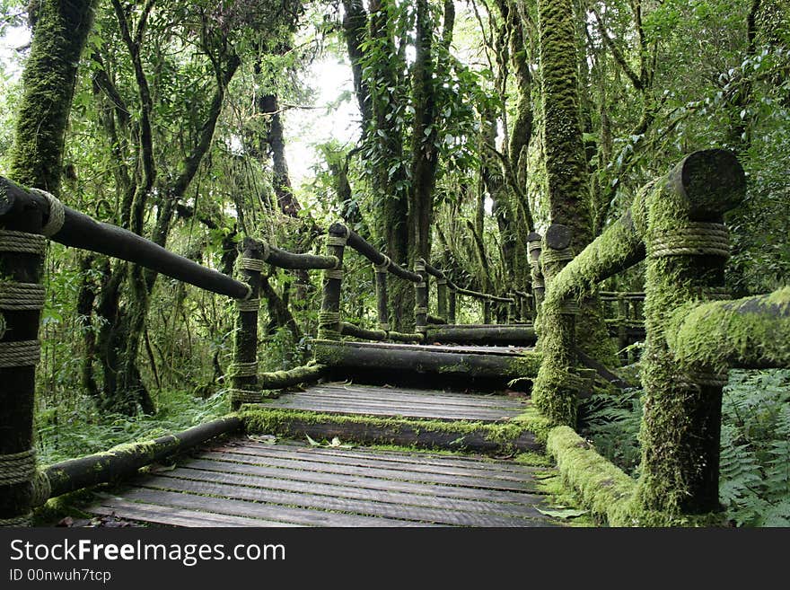 A walking trail in Thaland's national park