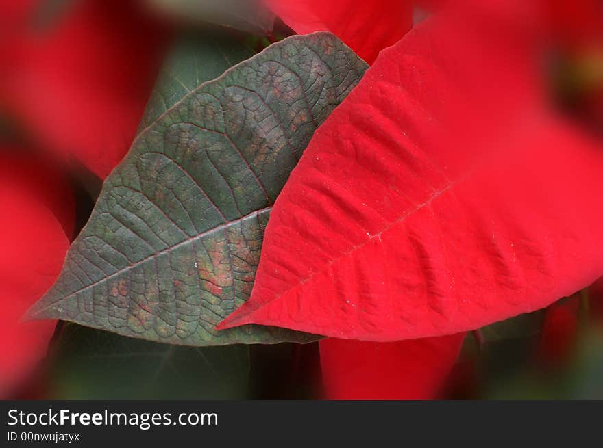 Red and green Christmas leaves