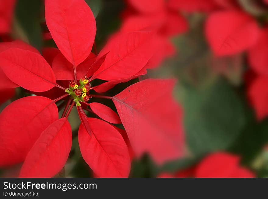 Red and green Christmas leaves