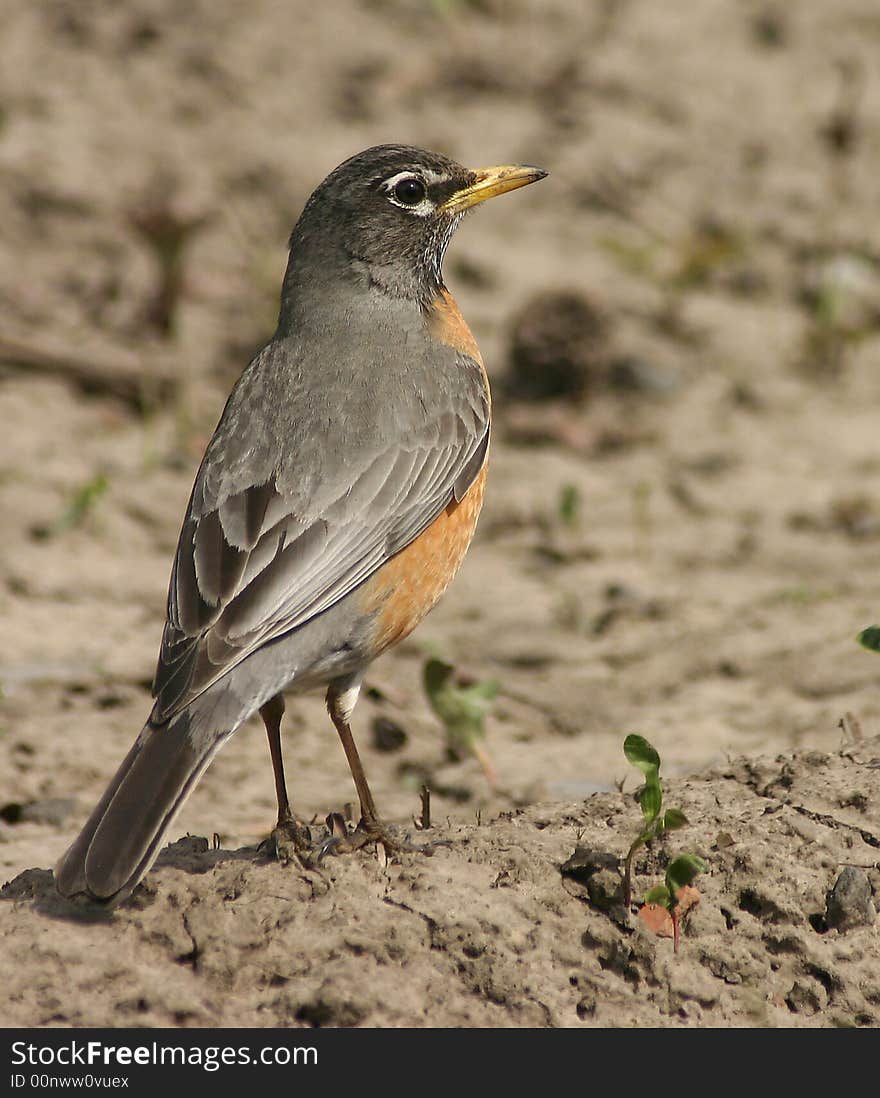 A robin in the spring. A robin in the spring.