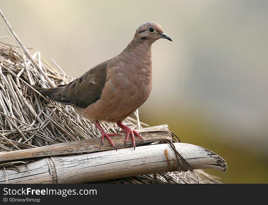 A common and familiar bird of parts of Central & South America. A common and familiar bird of parts of Central & South America.