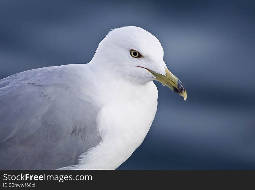 Seagull