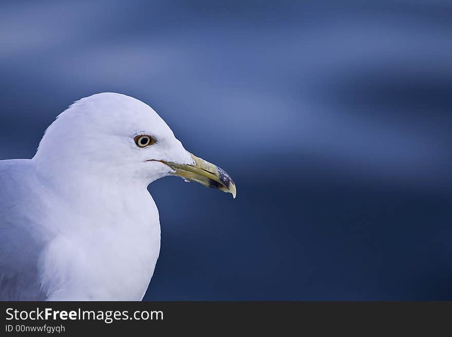 Sea gull