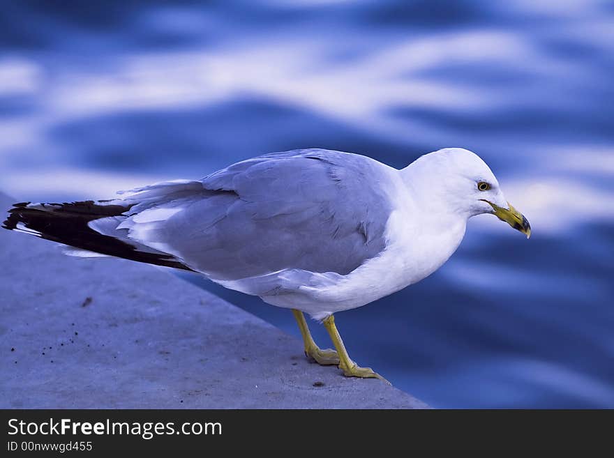 Seagull