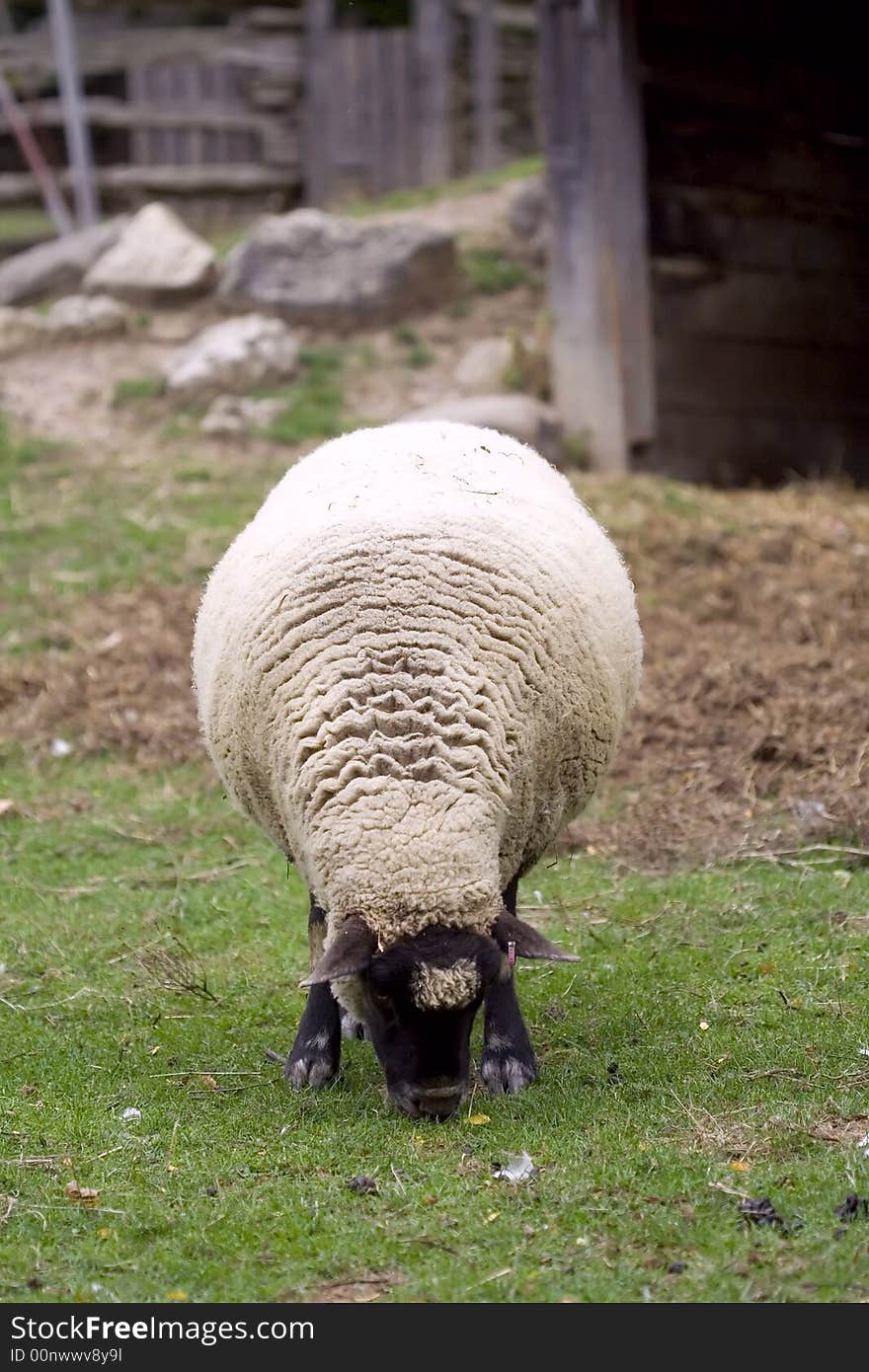 Farm animals sheep green grass