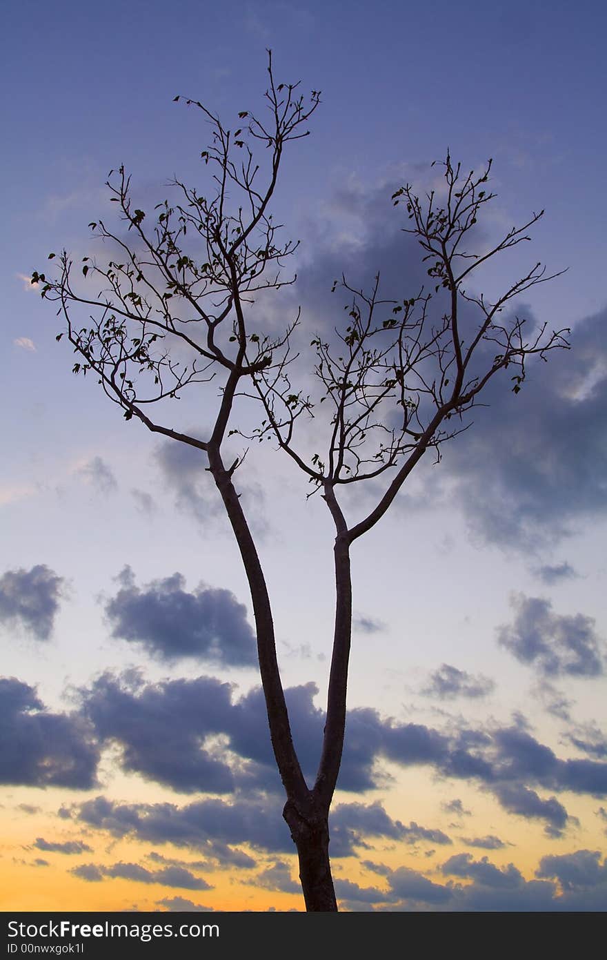 Tropical holidays tree in sunset