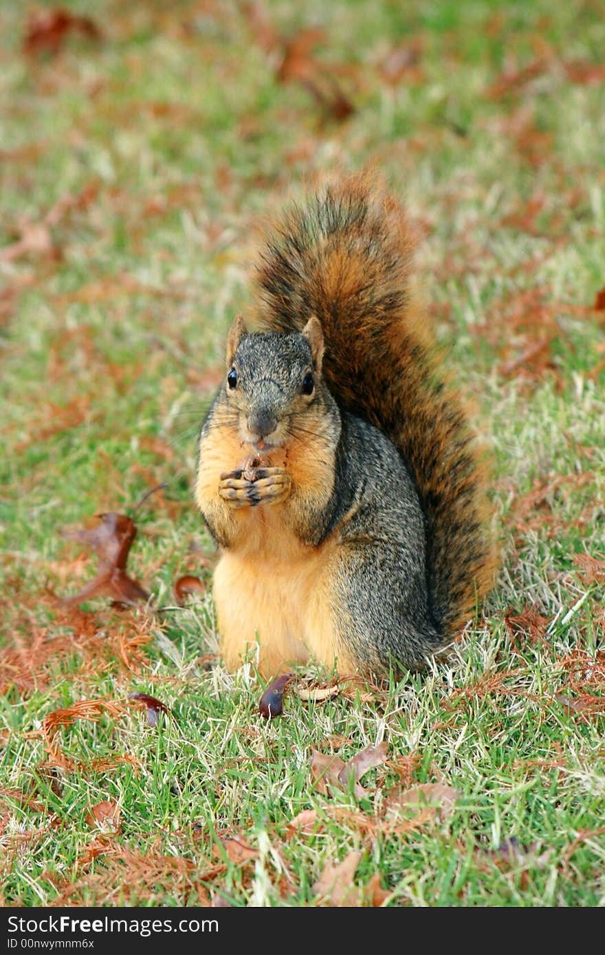 Squirrel Portrait