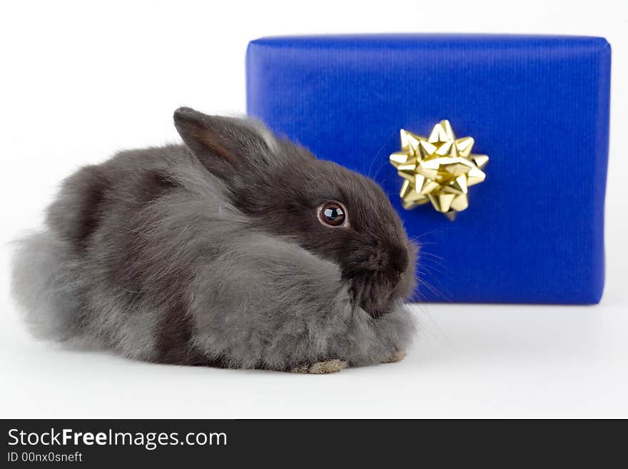 Grey bunny and a blue gift box
, isolated