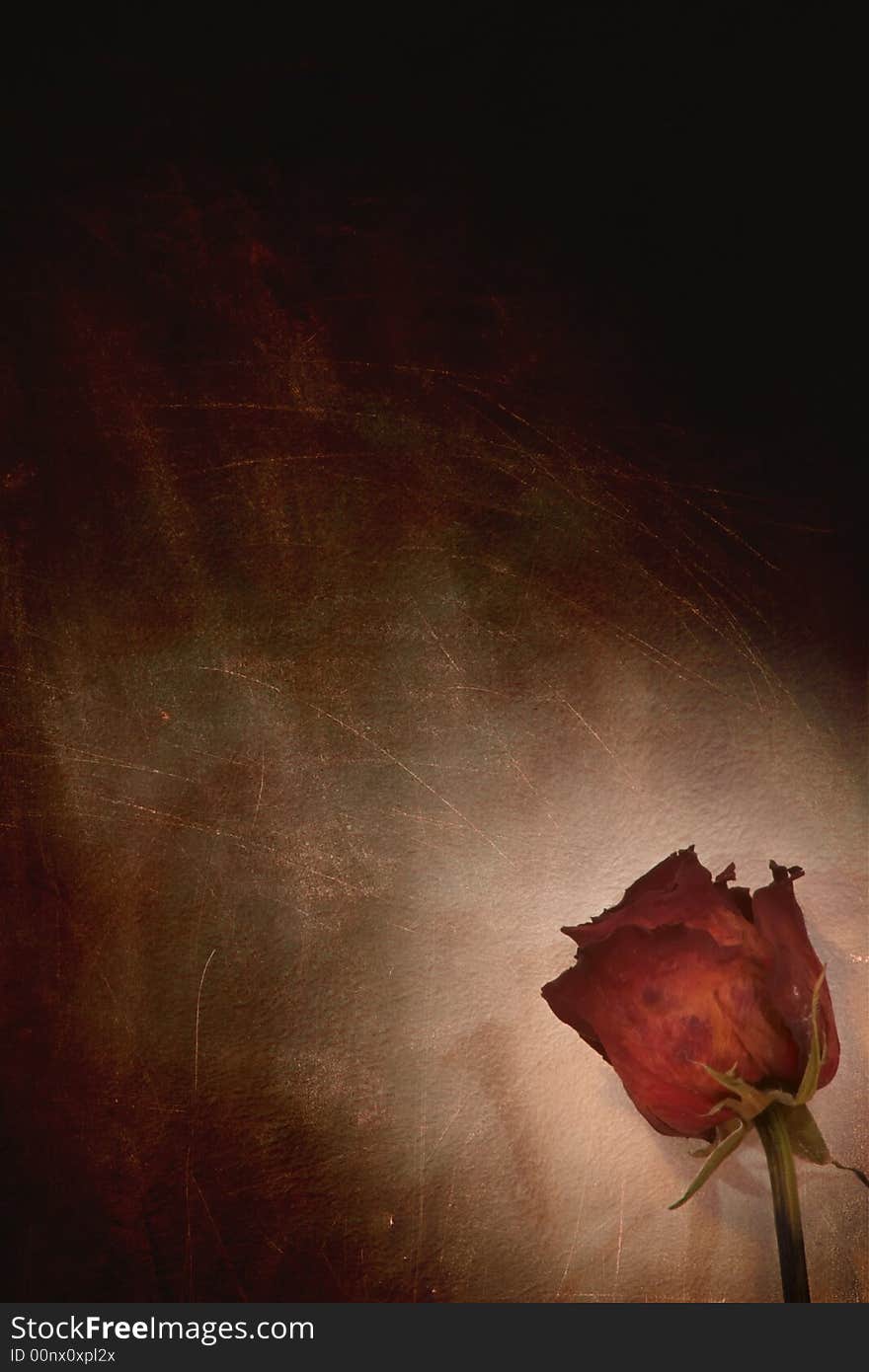 An image of rose on dirty background. An image of rose on dirty background