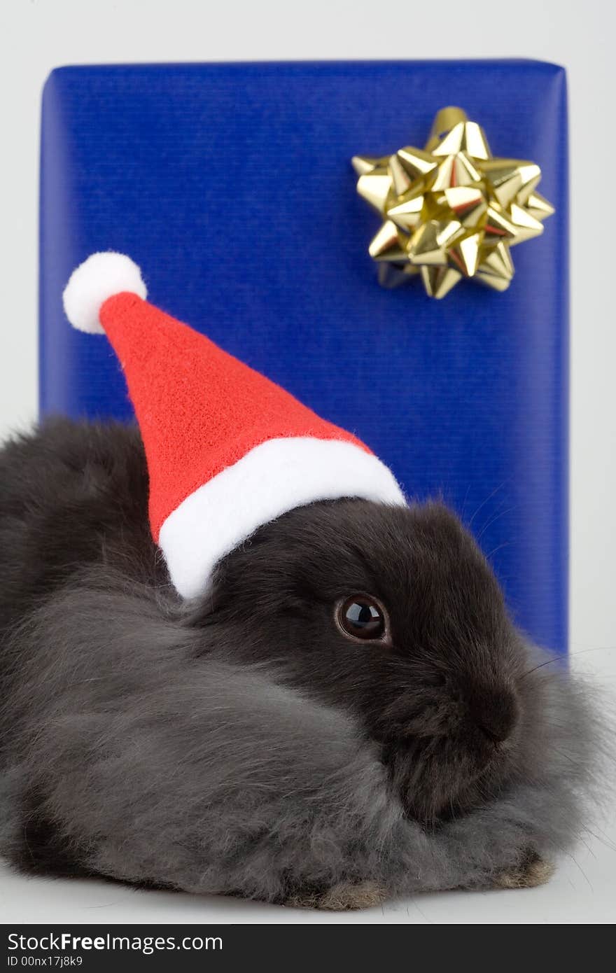 Grey bunny in a santa hat and a blue gift box. Grey bunny in a santa hat and a blue gift box