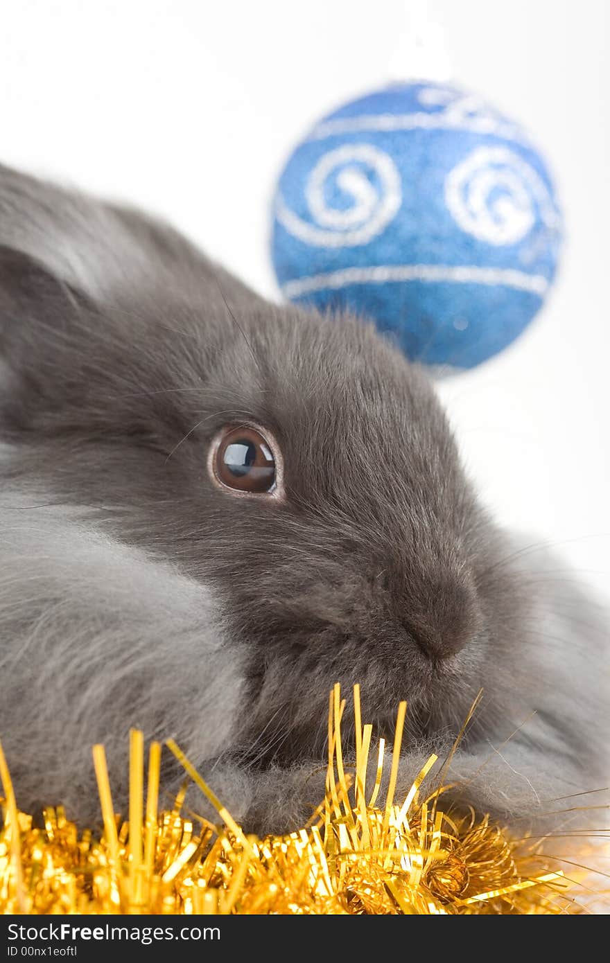 Grey bunny in santa hat and christmas decorations. Grey bunny in santa hat and christmas decorations