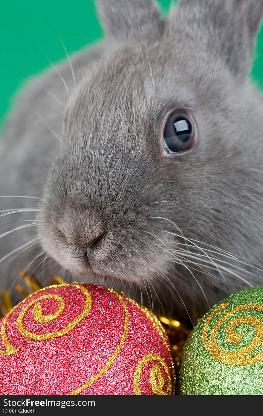 Grey bunny and christmas decorations, green background