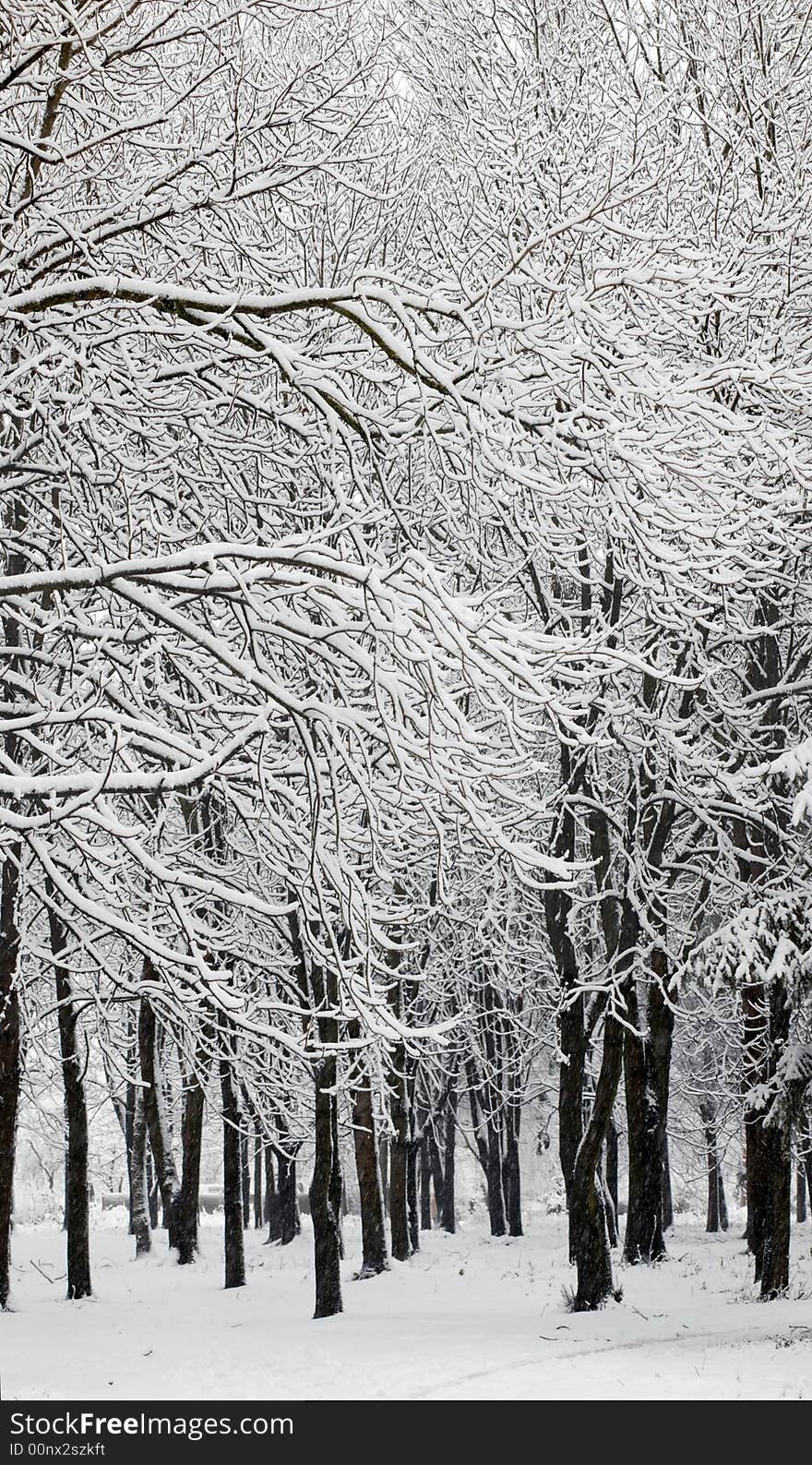 Pattern of branches