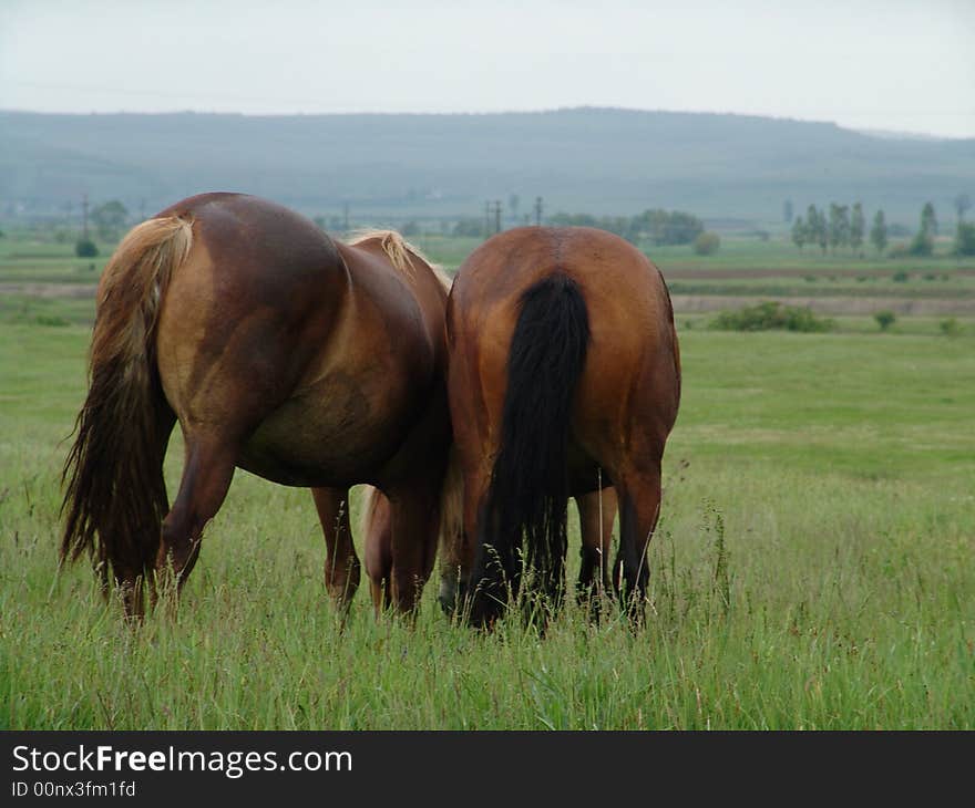 Horses