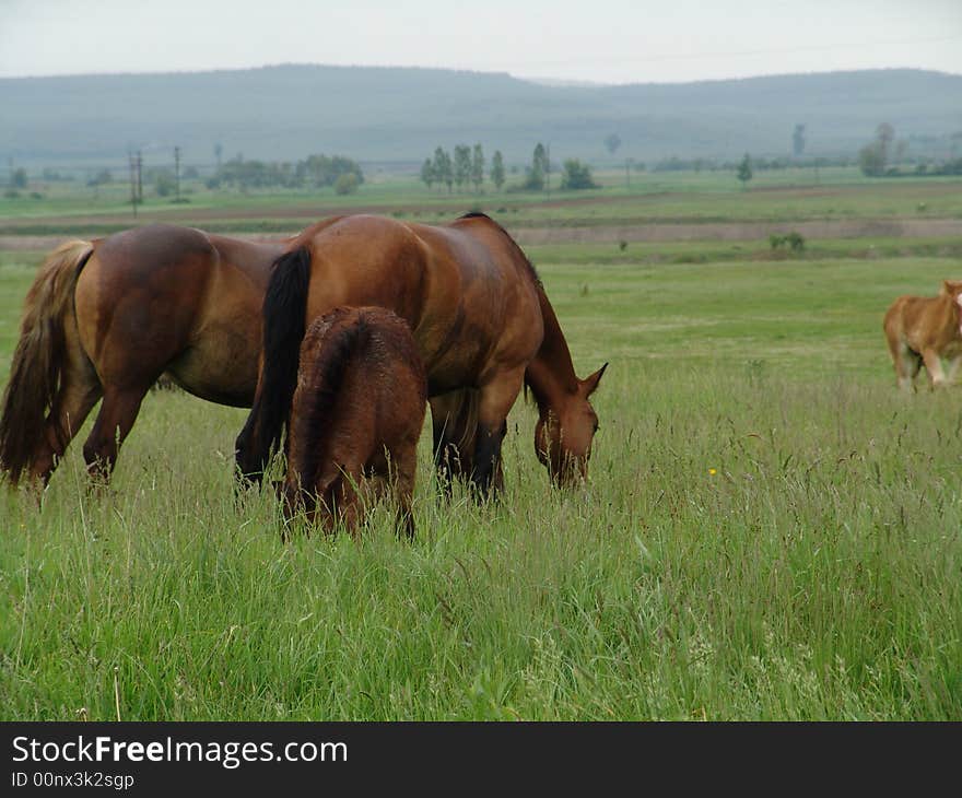 Horses