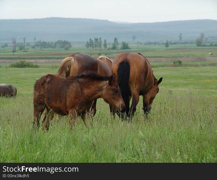 Horses