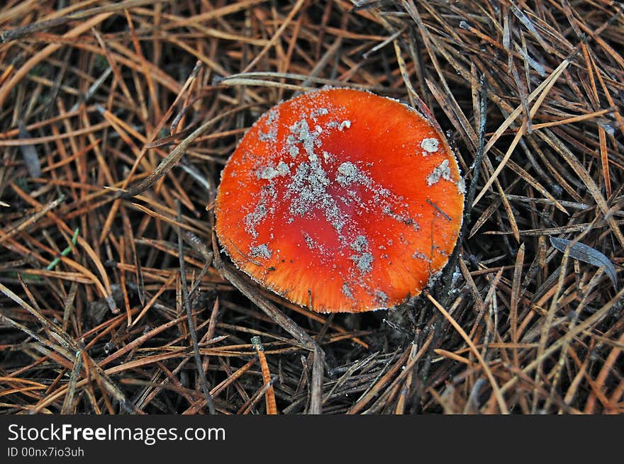 Red Mushroom