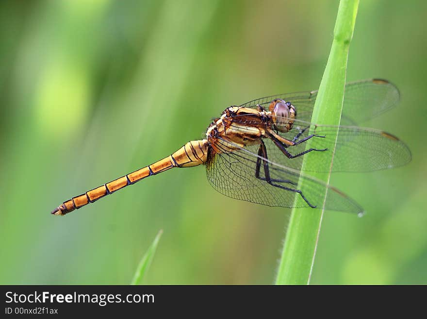 The Dragonfly that hang up on the Grass