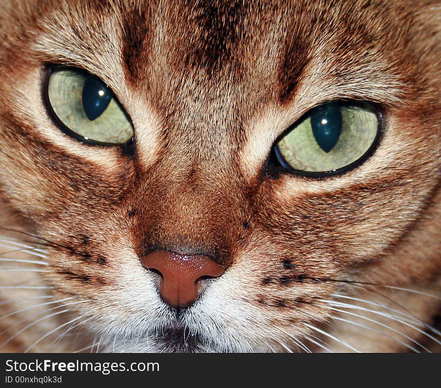 Cat close up