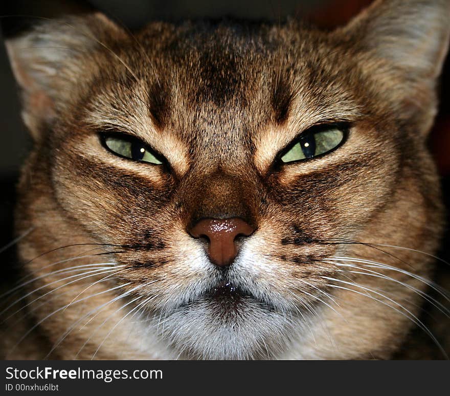 Close up of a cat thinking (as far as possible). Close up of a cat thinking (as far as possible)