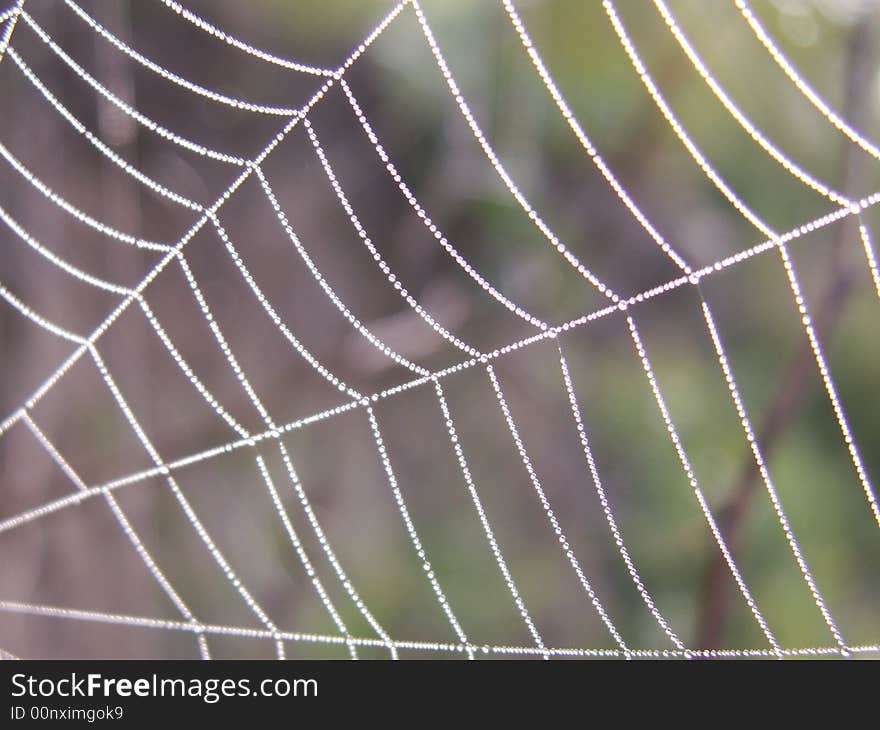 Spider's web with a drops.