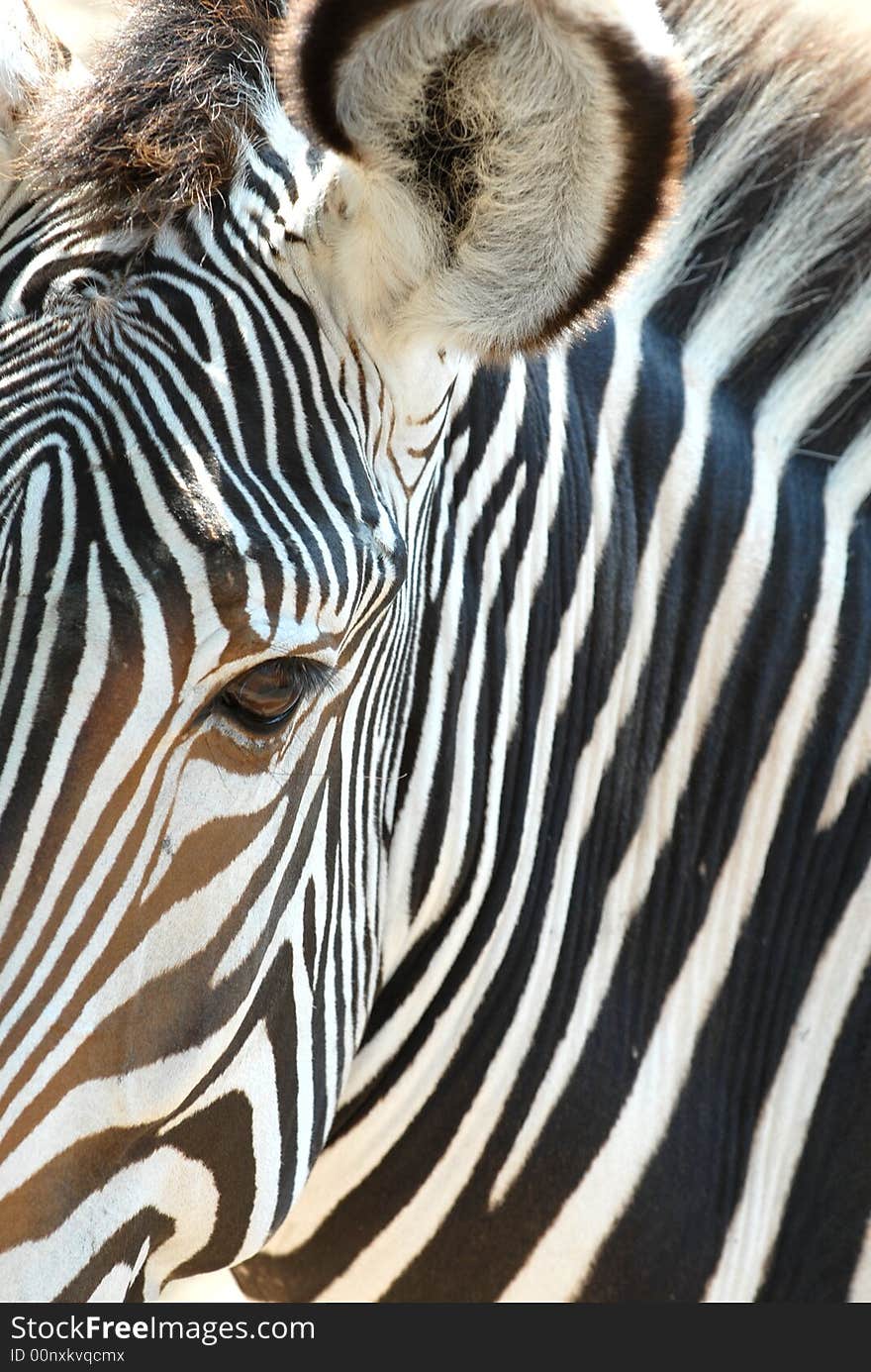 African Zebra