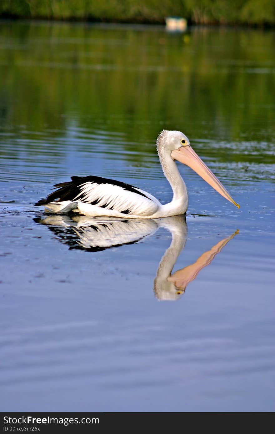 Stock photo of pelican swimming in a lake