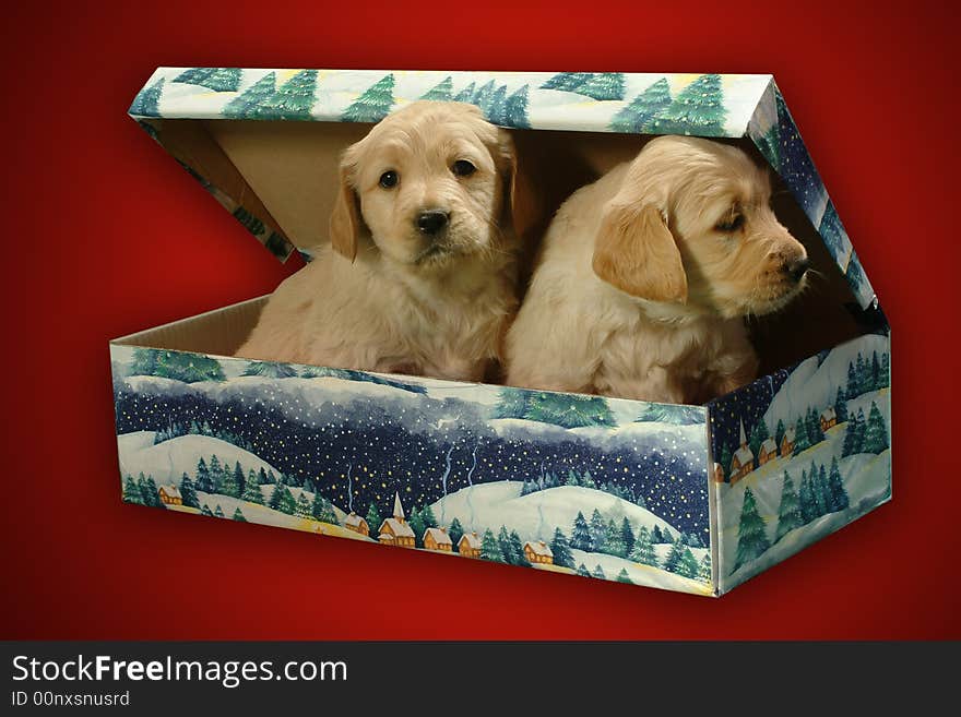 Sweet little dogs for Christmas. Sweet little dogs for Christmas