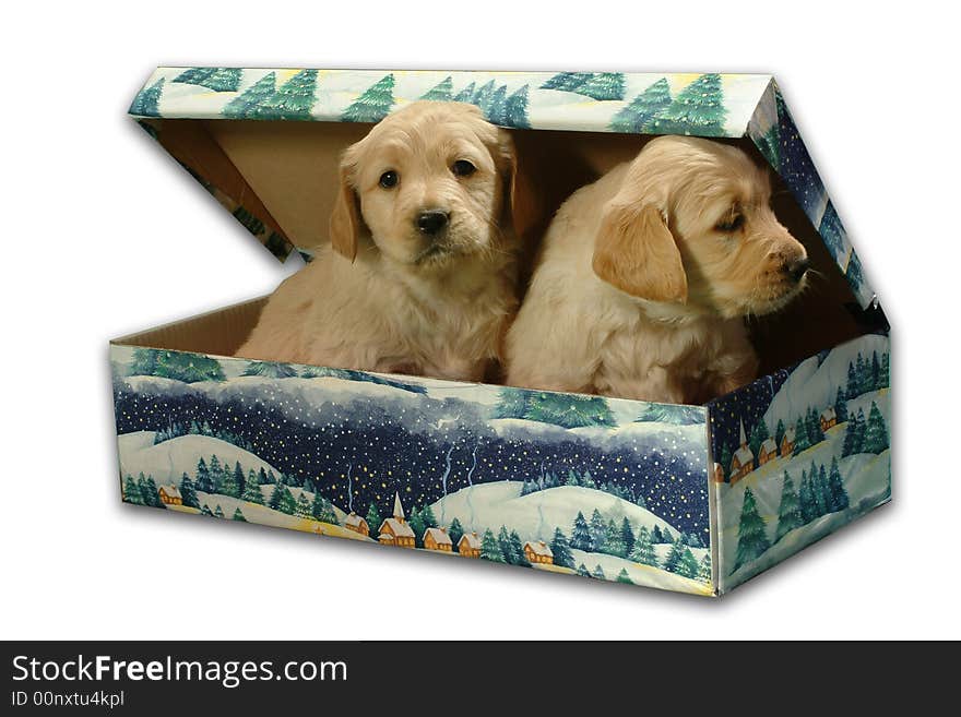 Sweet little dogs for Christmas. Sweet little dogs for Christmas