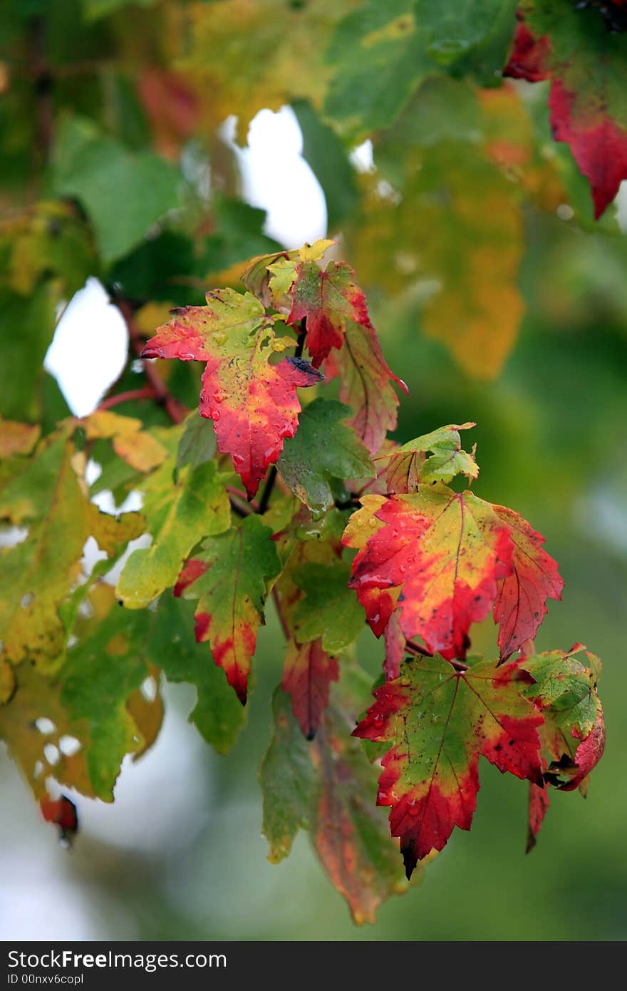 Its November and the trees in Nashville are showing off thier bright colors. Its November and the trees in Nashville are showing off thier bright colors