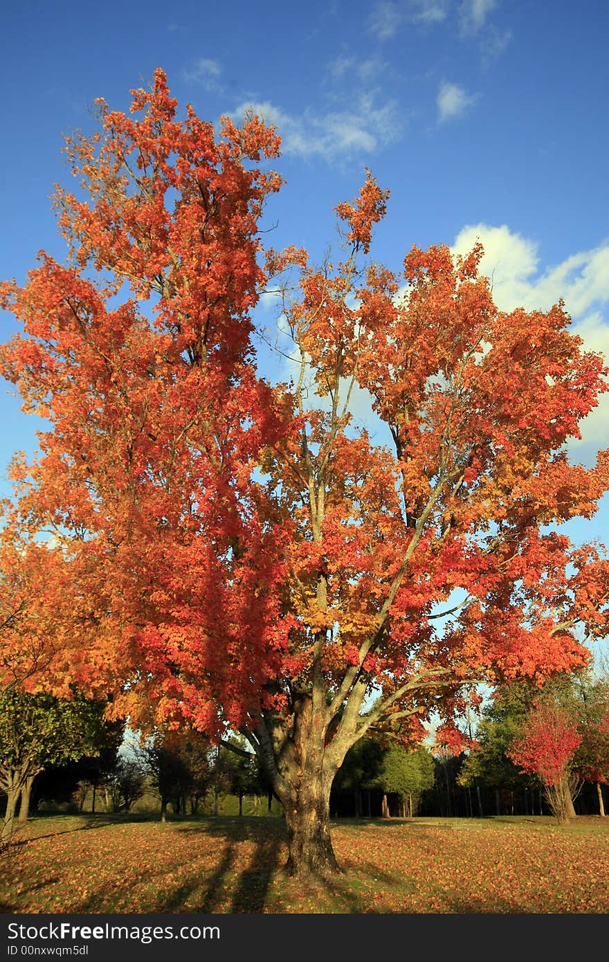 Its November and the trees in Nashville are showing off thier bright colors. Its November and the trees in Nashville are showing off thier bright colors