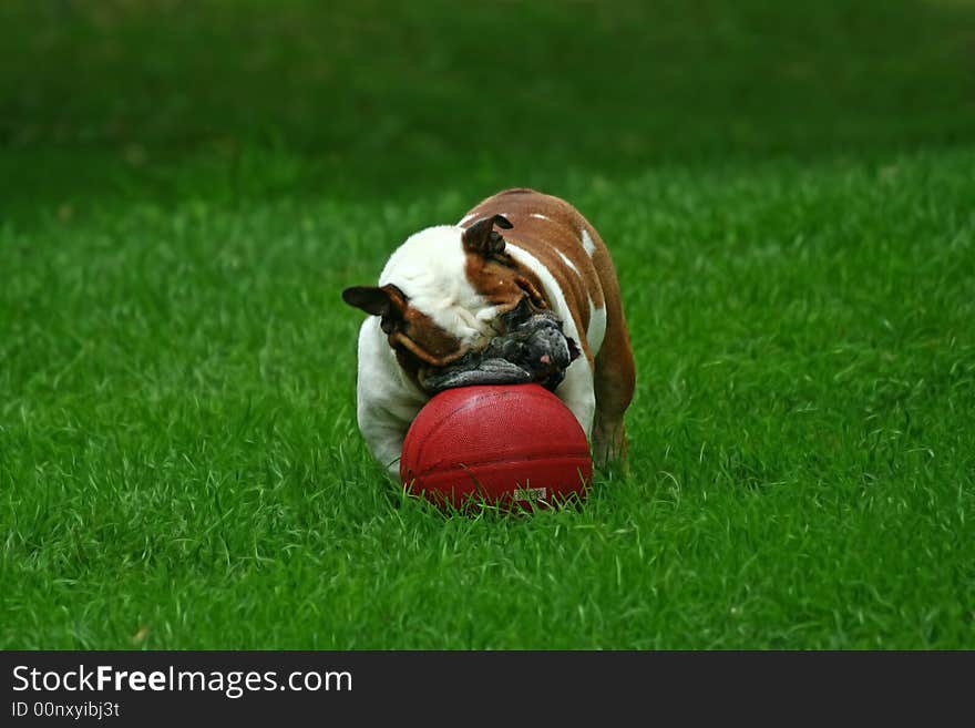 Dog playing with a basketball in Central Park. Dog playing with a basketball in Central Park