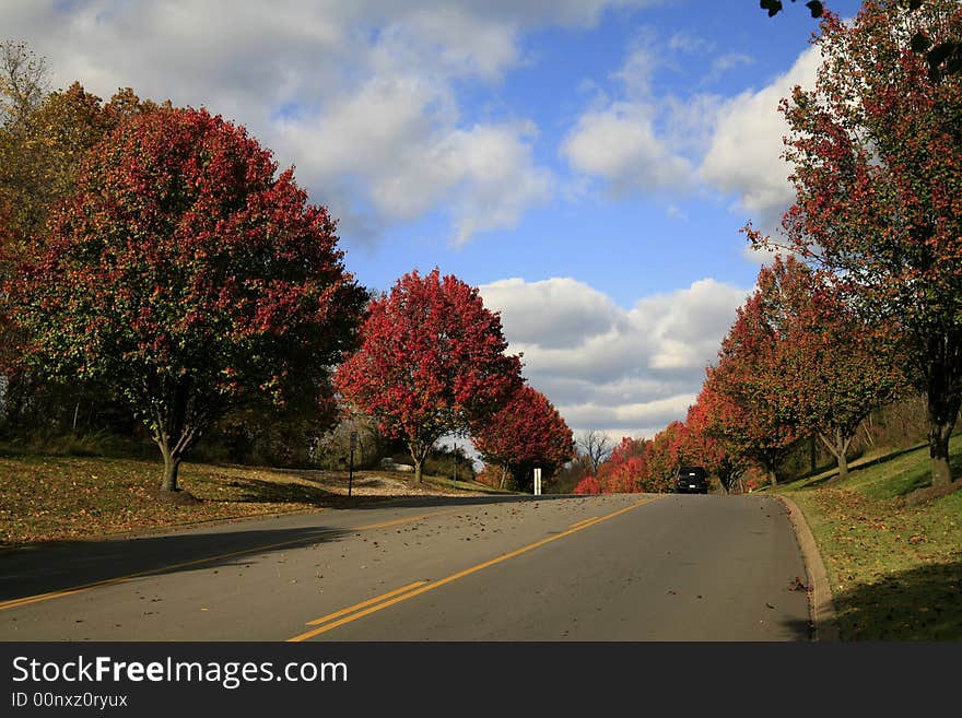 Its November and the trees in Nashville are showing off thier bright colors. Its November and the trees in Nashville are showing off thier bright colors