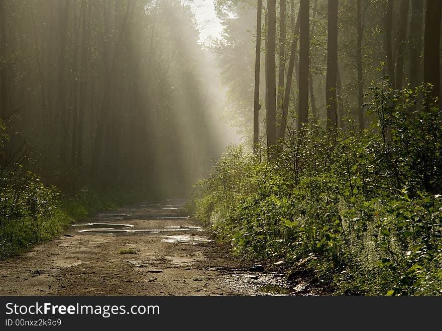 Morning in the forest