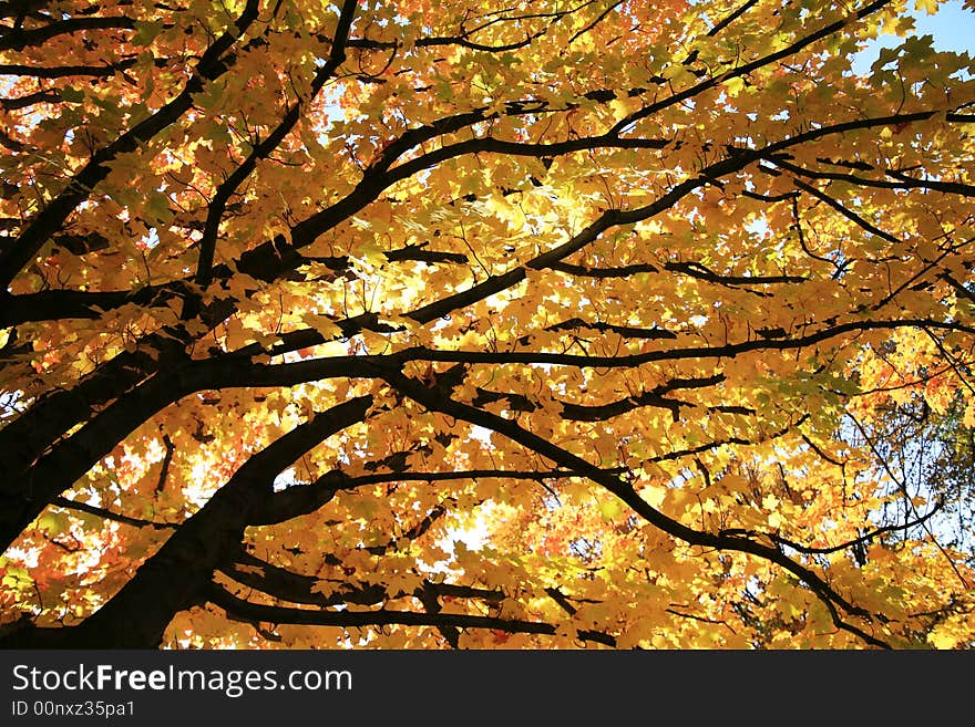 Its November and the trees in Nashville are showing off thier bright colors. Its November and the trees in Nashville are showing off thier bright colors